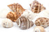 mixed beige shell placecard holder